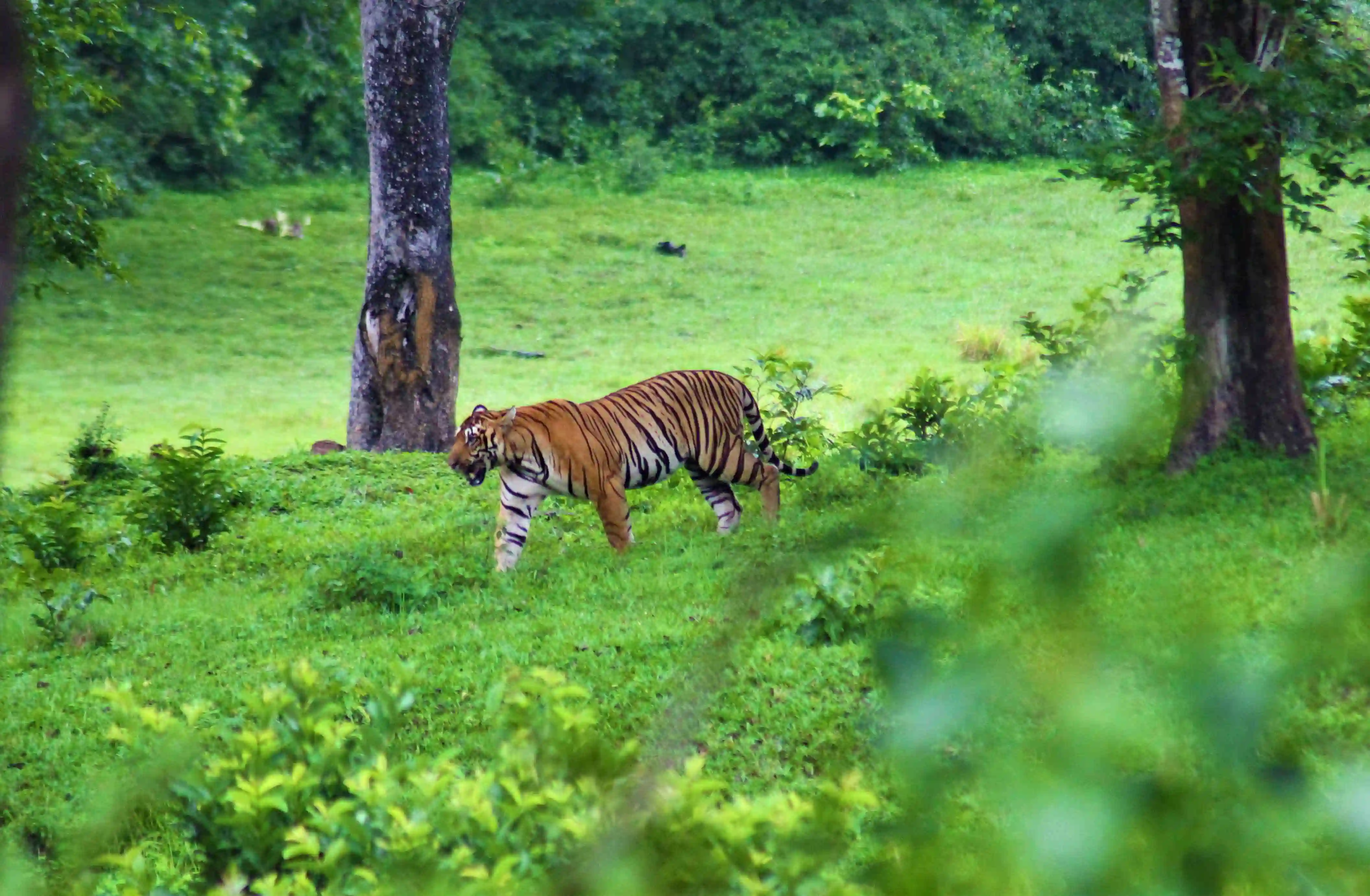 Periyar Tiger Reserve, Thekkady