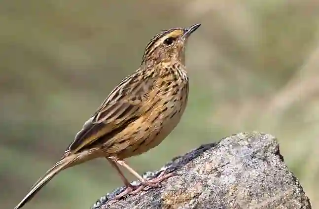 Bird Song Trail Main