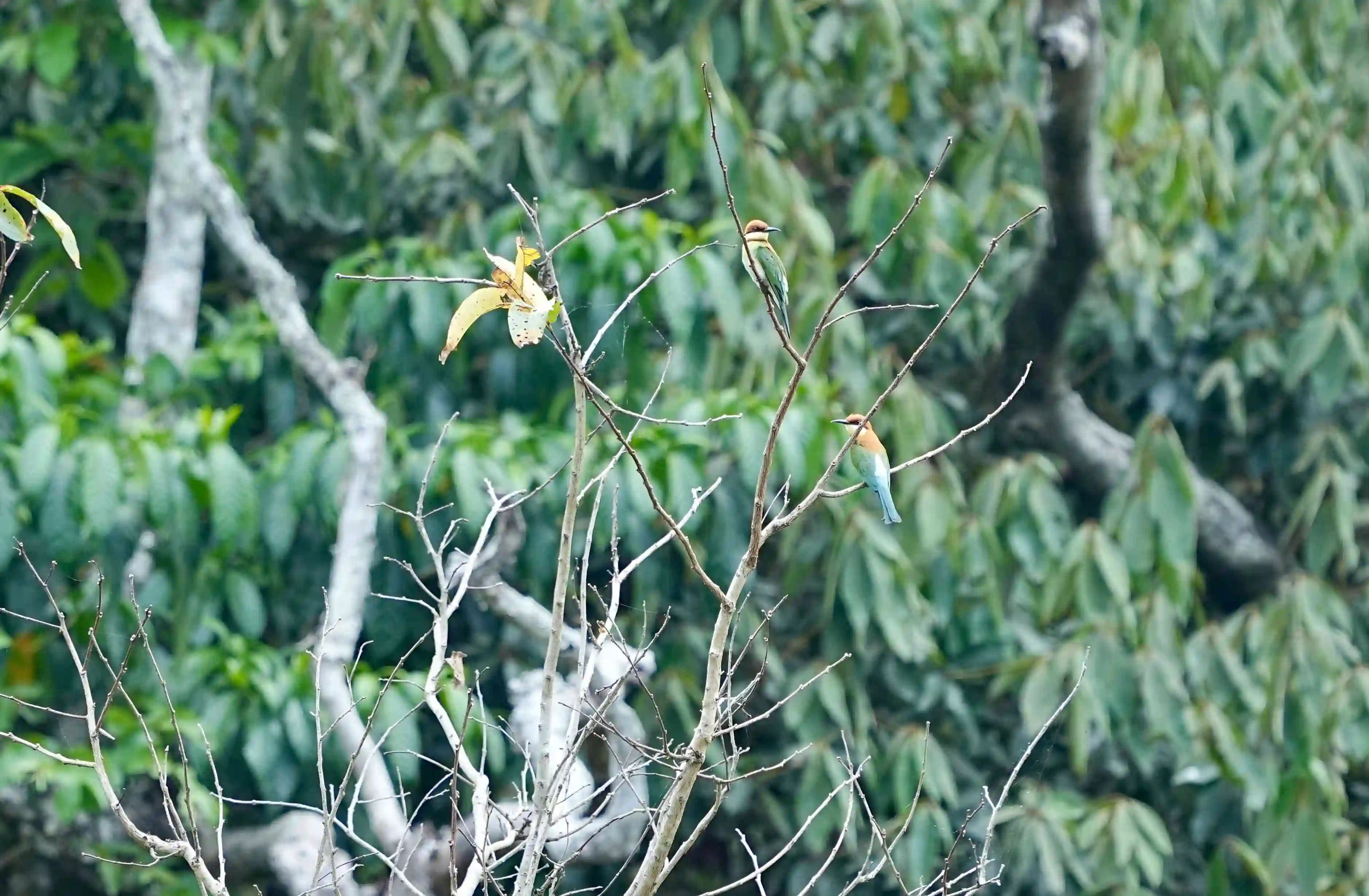 Birding 1